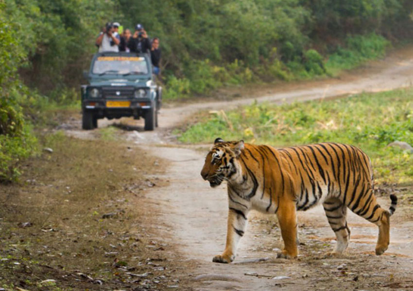 Explore Tiger Tourism and Conservation in India