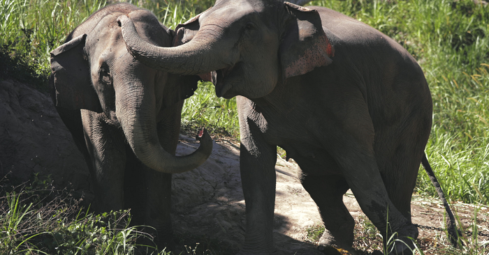 Jim Corbett National Park and Surroundings